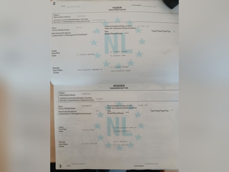 KWPN Jument 16 Ans 168 cm Bai in Mücke