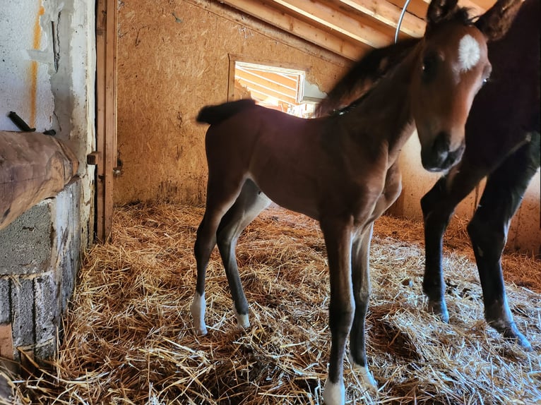 KWPN Jument 16 Ans 172 cm Bai brun in Uppershausen