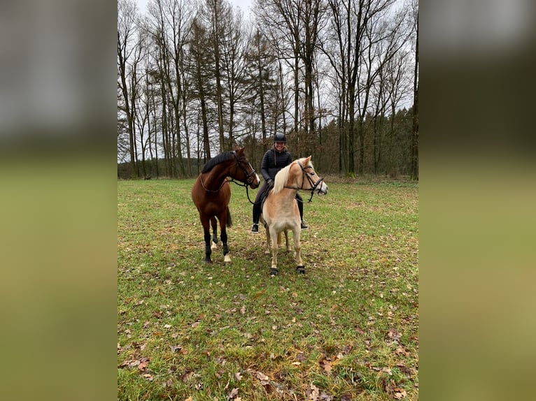 KWPN Jument 16 Ans 173 cm Bai in Kirchhundem