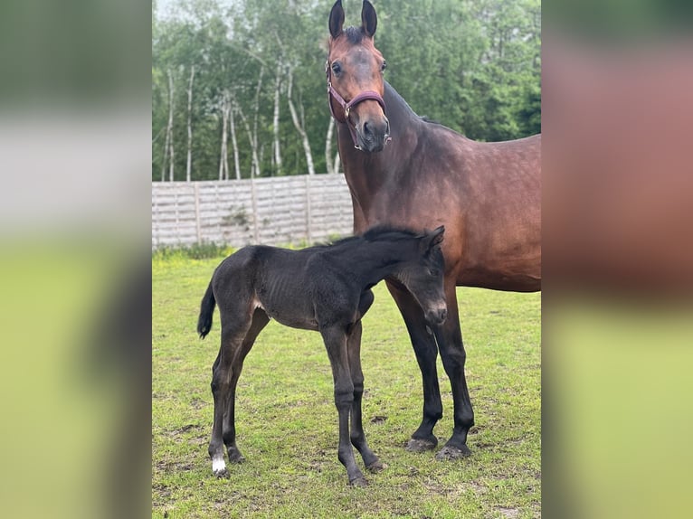 KWPN Jument 16 Ans 174 cm Bai brun in Vierpolders