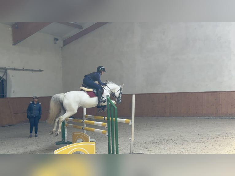 KWPN Jument 17 Ans 140 cm Gris in Żarki Letnisko