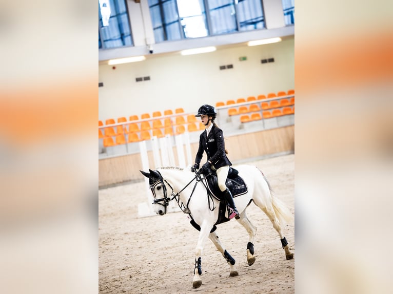 KWPN Jument 17 Ans 140 cm Gris in Żarki Letnisko