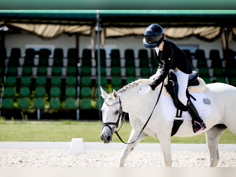 KWPN Jument 17 Ans 140 cm Gris in Żarki Letnisko