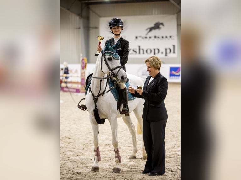 KWPN Jument 17 Ans 140 cm Gris in Żarki Letnisko