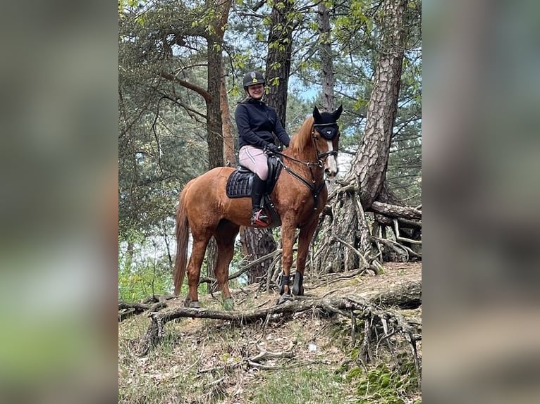 KWPN Jument 17 Ans 155 cm Alezan in Kasterlee