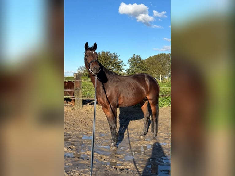 KWPN Jument 17 Ans 160 cm Bai brun in Vlezenbeek