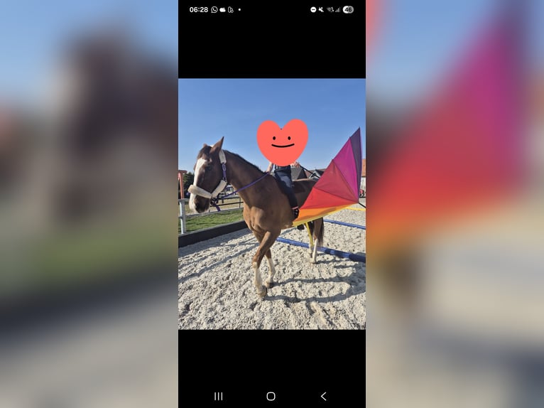 KWPN Jument 17 Ans 163 cm Alezan brûlé in Selfkant