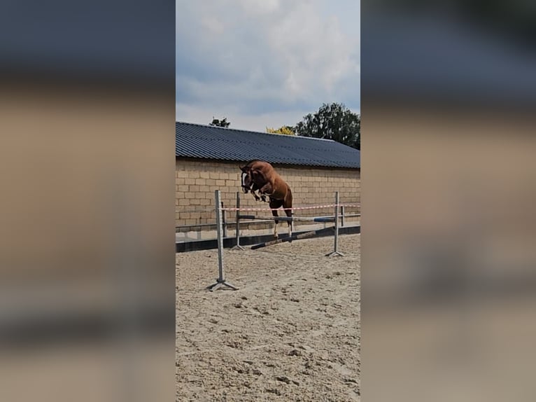 KWPN Jument 17 Ans 163 cm Alezan brûlé in Selfkant