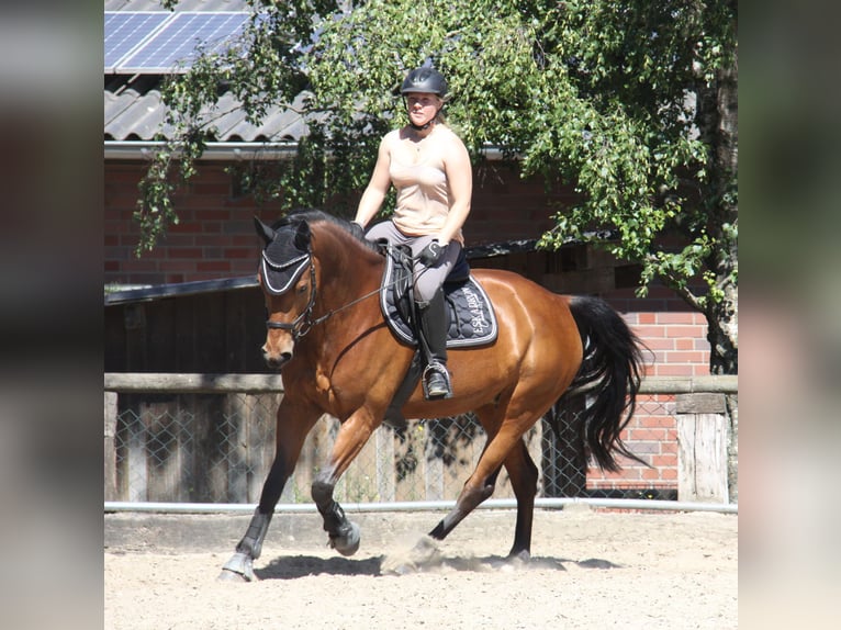 KWPN Jument 17 Ans 163 cm Bai in Moers