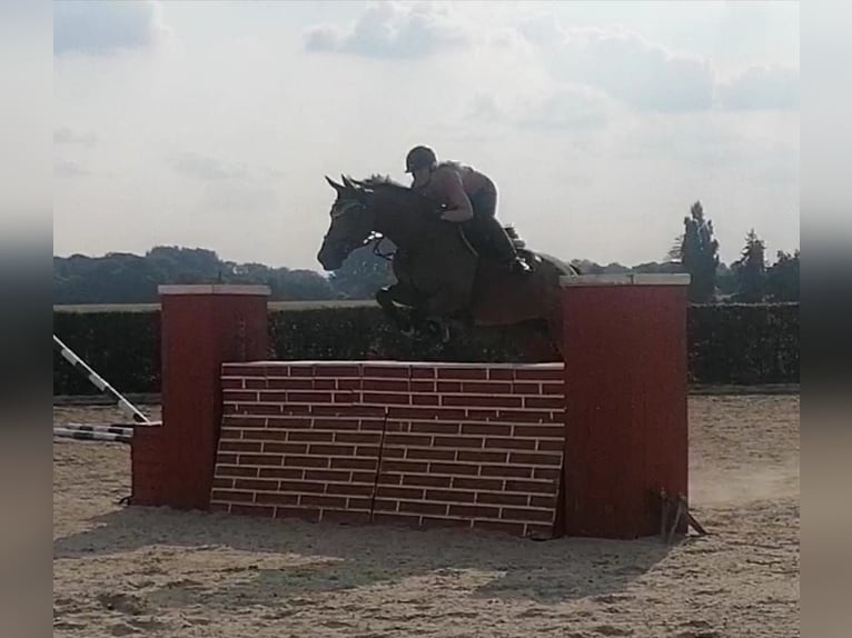 KWPN Jument 17 Ans 163 cm Bai in Moers