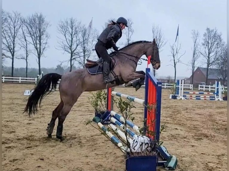 KWPN Jument 17 Ans 164 cm in Wijk en Aalburg