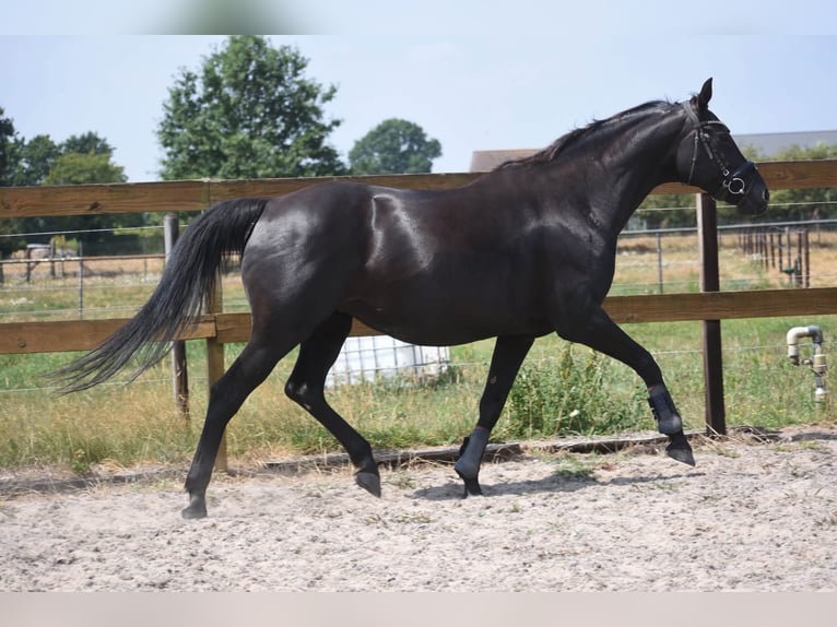 KWPN Jument 17 Ans 165 cm Noir in Achtmaal