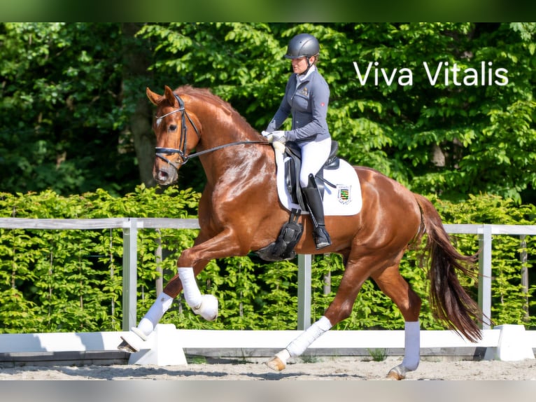 KWPN Jument 17 Ans 167 cm Bai in Zuidlaren