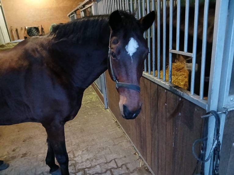 KWPN Jument 17 Ans 168 cm Bai in Straelen