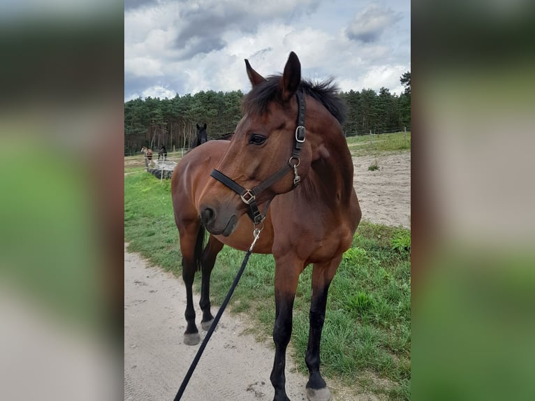 KWPN Jument 17 Ans 168 cm Bai in Herzberg