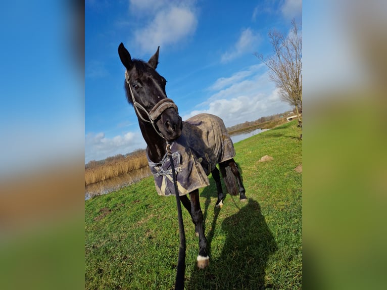 KWPN Jument 17 Ans 171 cm Bai brun foncé in Wehl