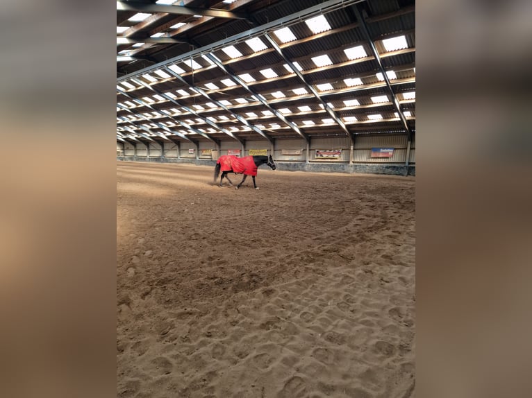 KWPN Jument 17 Ans 171 cm Bai brun foncé in Wehl