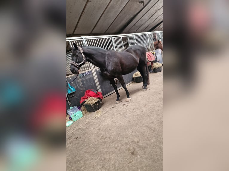 KWPN Jument 17 Ans 171 cm Bai brun foncé in Wehl