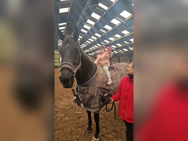 KWPN Jument 17 Ans 171 cm Bai brun foncé in Wehl