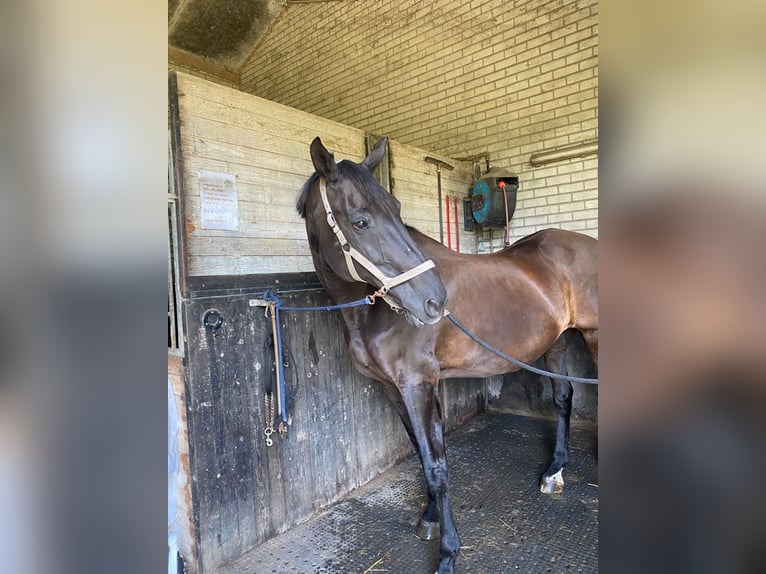 KWPN Jument 17 Ans 171 cm Bai brun foncé in Wehl