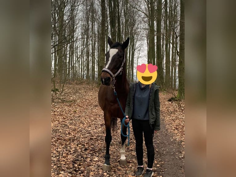 KWPN Jument 18 Ans 163 cm Bai in Hiddenhausen