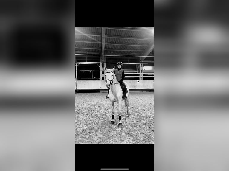 KWPN Jument 18 Ans 163 cm Gris in Bad Wurzach