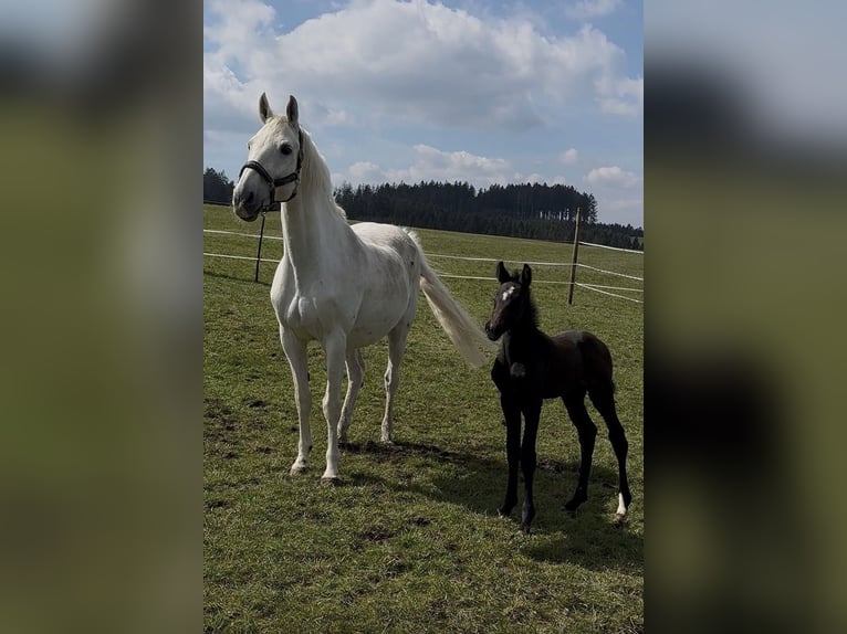 KWPN Jument 18 Ans 165 cm Gris in Bad Wurzach