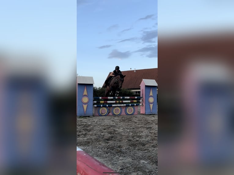 KWPN Jument 18 Ans 170 cm Bai in Londerzeel