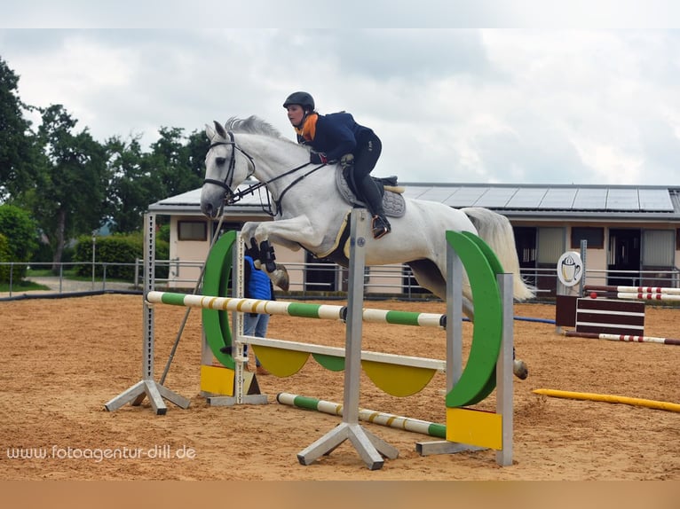 KWPN Jument 19 Ans 163 cm Gris in Bissingen