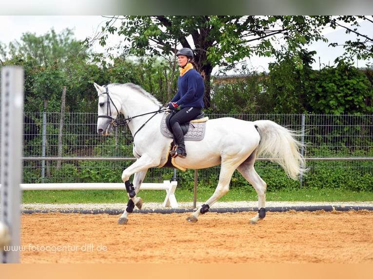 KWPN Jument 19 Ans 163 cm Gris in Bissingen