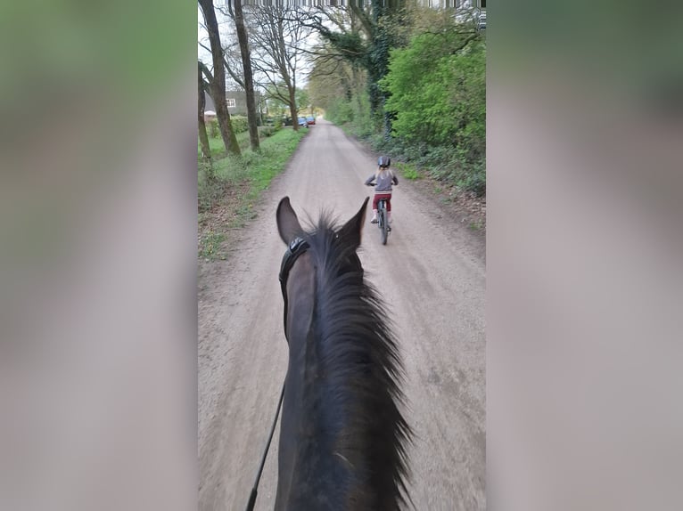 KWPN Jument 19 Ans 165 cm Bai brun in Keijenborg