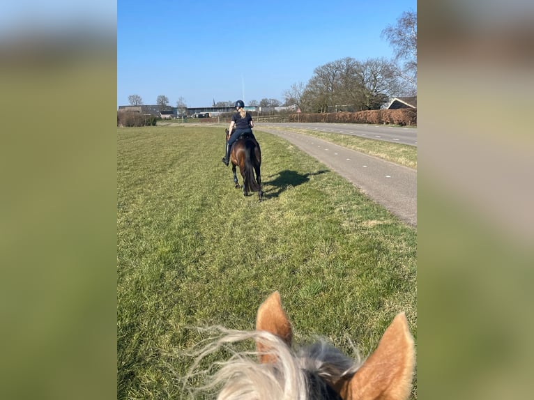 KWPN Jument 19 Ans 165 cm Bai brun in Keijenborg