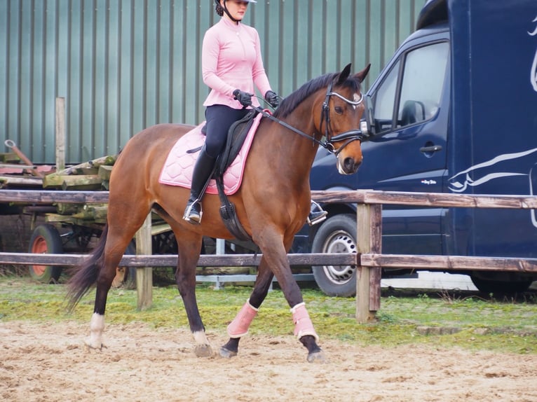 KWPN Jument 19 Ans 165 cm Bai in Heesch