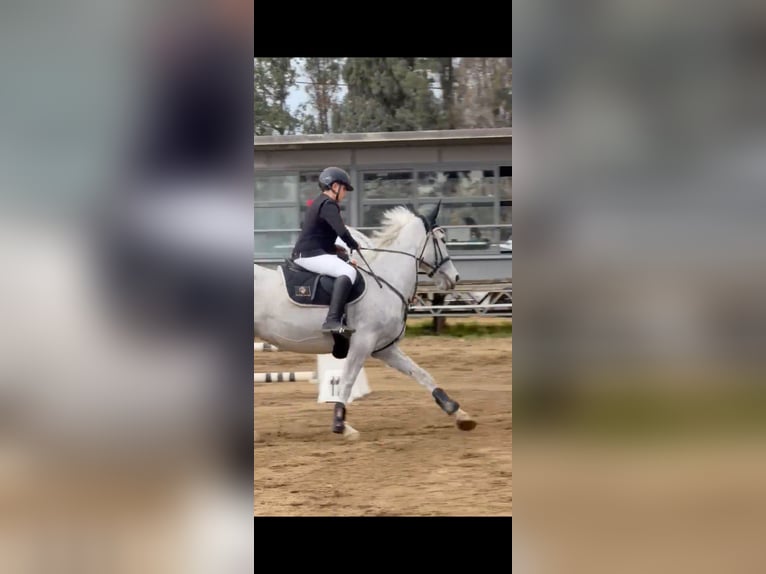 KWPN Jument 19 Ans 165 cm Blanc in Ognina