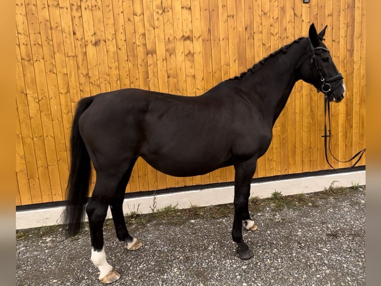 KWPN Jument 19 Ans 170 cm Noir in Eberhardzell