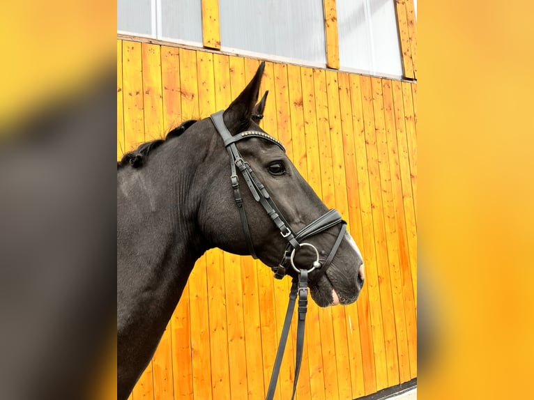 KWPN Jument 19 Ans 170 cm Noir in Eberhardzell