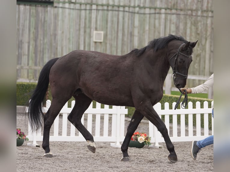 KWPN Jument 19 Ans 175 cm Noir in yorkshire