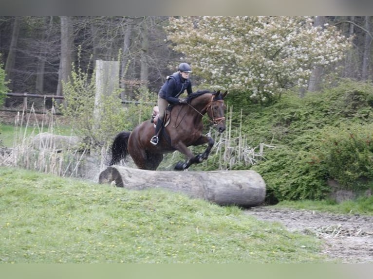 KWPN Jument 19 Ans 180 cm Alezan brûlé in Lengerich