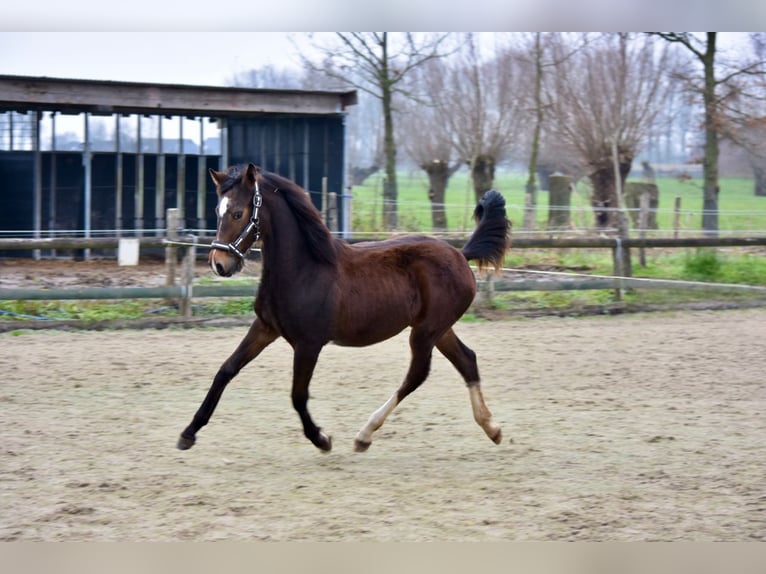 KWPN Jument 1 Année 148 cm Bai brun in Woerden