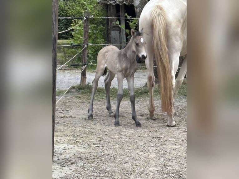 KWPN Jument 1 Année 165 cm Buckskin in Ulicoten