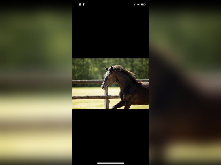 KWPN Jument 1 Année 165 cm Noir in Vaals