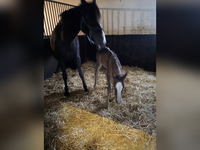 KWPN Jument 1 Année 170 cm Alezan brûlé in Maasbree