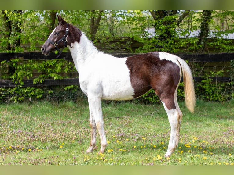 KWPN Jument 1 Année 170 cm Pinto in Ede