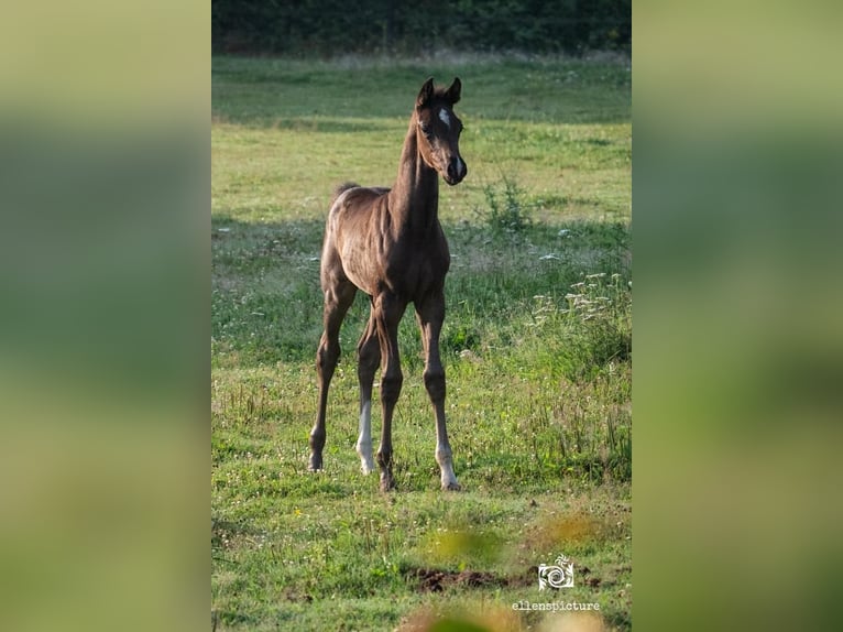 KWPN Jument 1 Année Bai brun in Holten