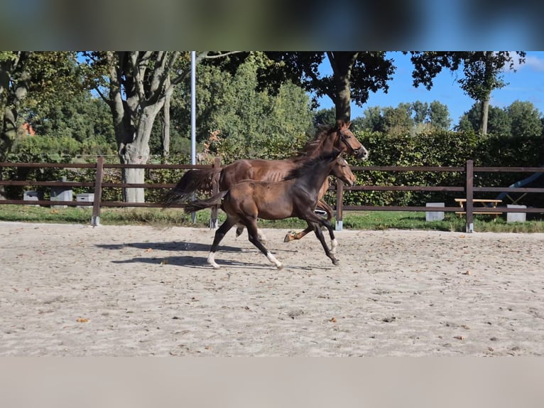KWPN Jument 1 Année Bai brun foncé in Veghel