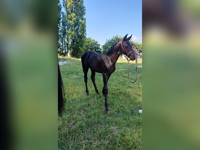 KWPN Jument 1 Année Bai brun foncé in Wommelgem