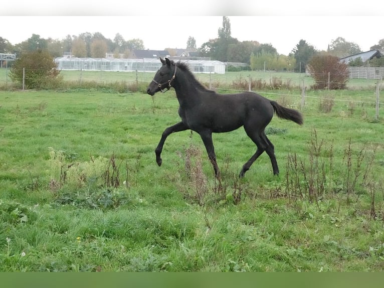 KWPN Jument 1 Année Bai brun foncé in Wommelgem