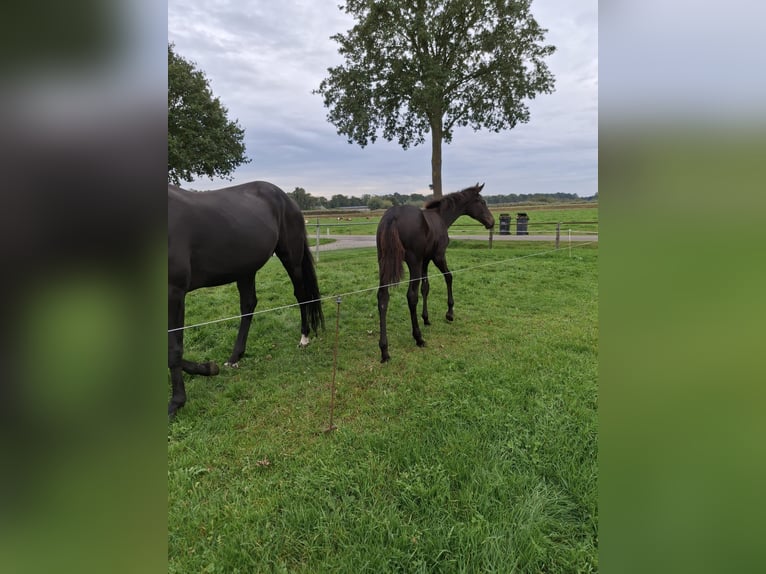 KWPN Jument 1 Année Bai brun foncé in Dalfsen
