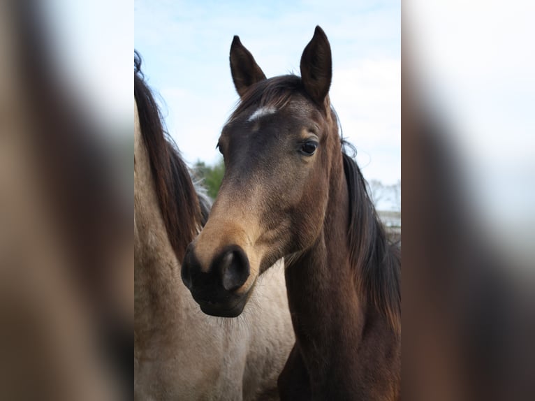 KWPN Croisé Jument 1 Année  in Emmerich am Rhein