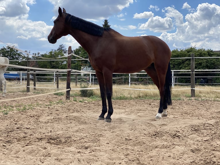 KWPN Jument 20 Ans 164 cm Bai brun in Idstein